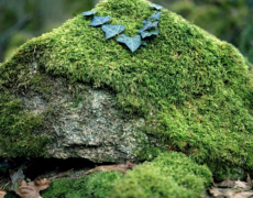 4 – 21 Déc. Sophie Chivet “Naturelles”. Hommage à Christian Caujolle . D2 Galerie.